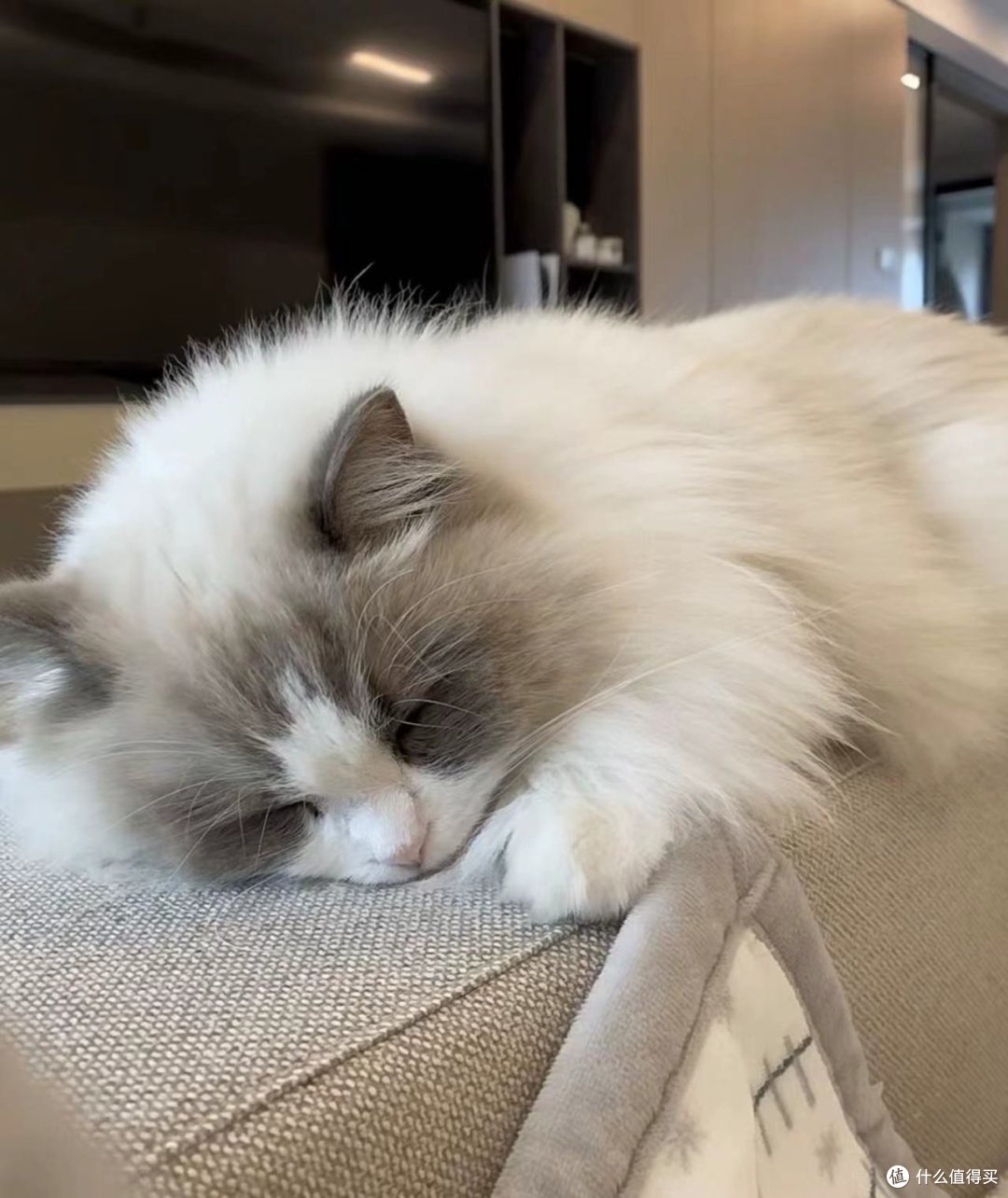 布偶猫有什么缺点？_猫咪_什么值得买