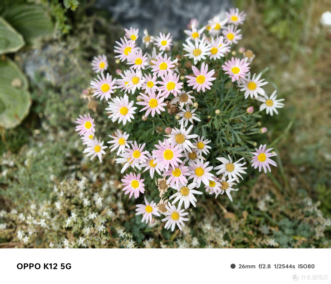 不只是能砸核桃，耐用抗造的OPPO K12综合体验