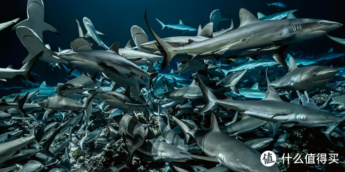 宝珀《怒海狂鲨》记录短片片段——灰礁鲨围猎石斑鱼场景