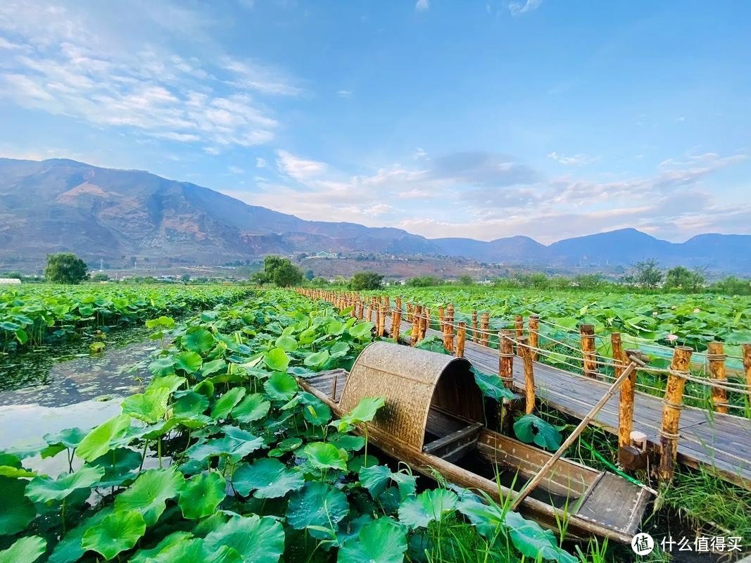 蜥蜴在生物多样性的重要性及其保护