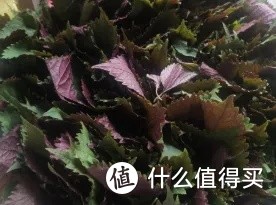 端午过后，把鸡蛋和它一起煮，除寒湿、护大脑，提高身体免疫力~