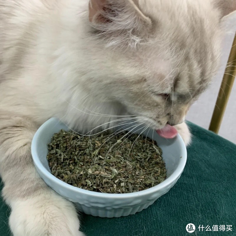 为什么不能频繁给猫咪吃猫薄荷？