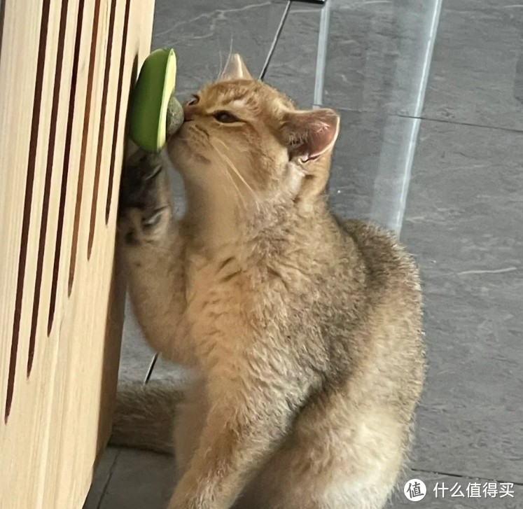 为什么不能频繁给猫咪吃猫薄荷？