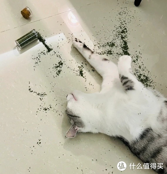 为什么不能频繁给猫咪吃猫薄荷？