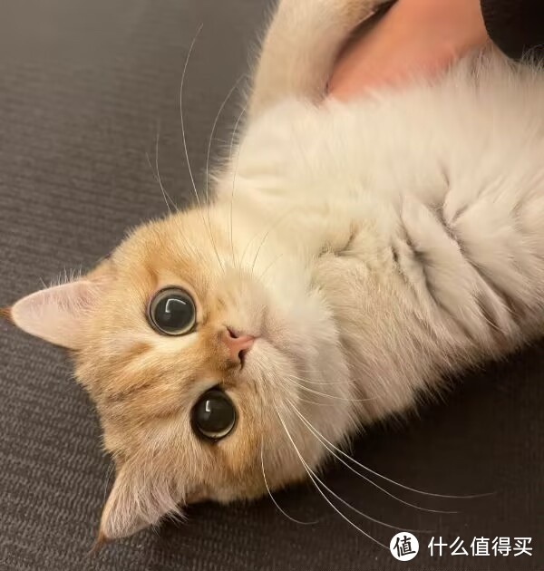 养猫和养狗的区别