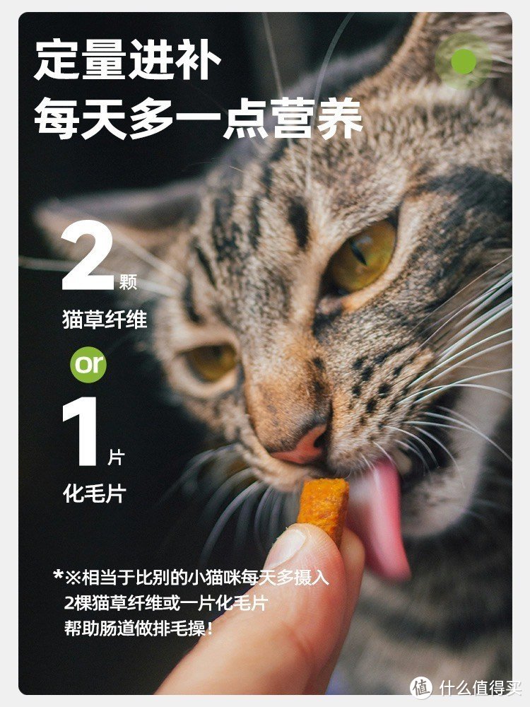 猫猫挑选合适的食物