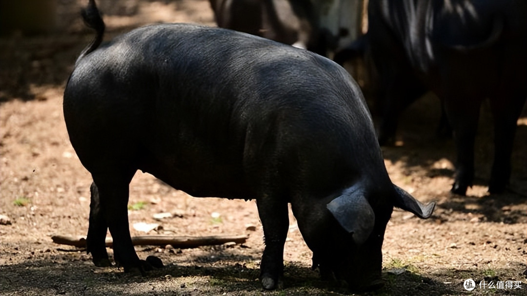 风物中国 篇三十三:中国十大"名猪"是哪些?