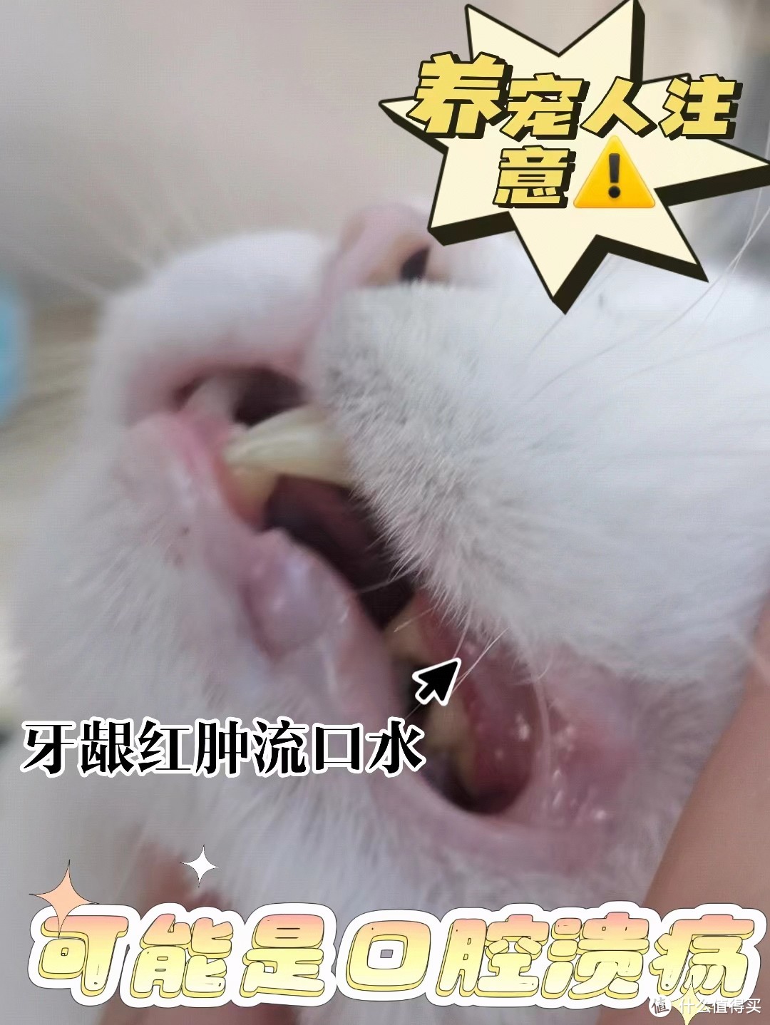 猫咪牙龈红肿流口水？📢小心是口腔溃疡！