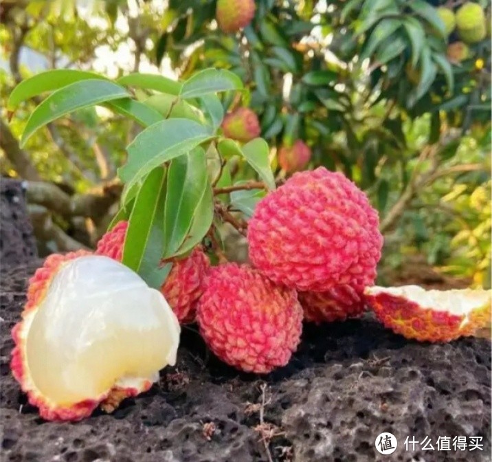 广东增城仙进奉荔枝，夏日必备清凉果！