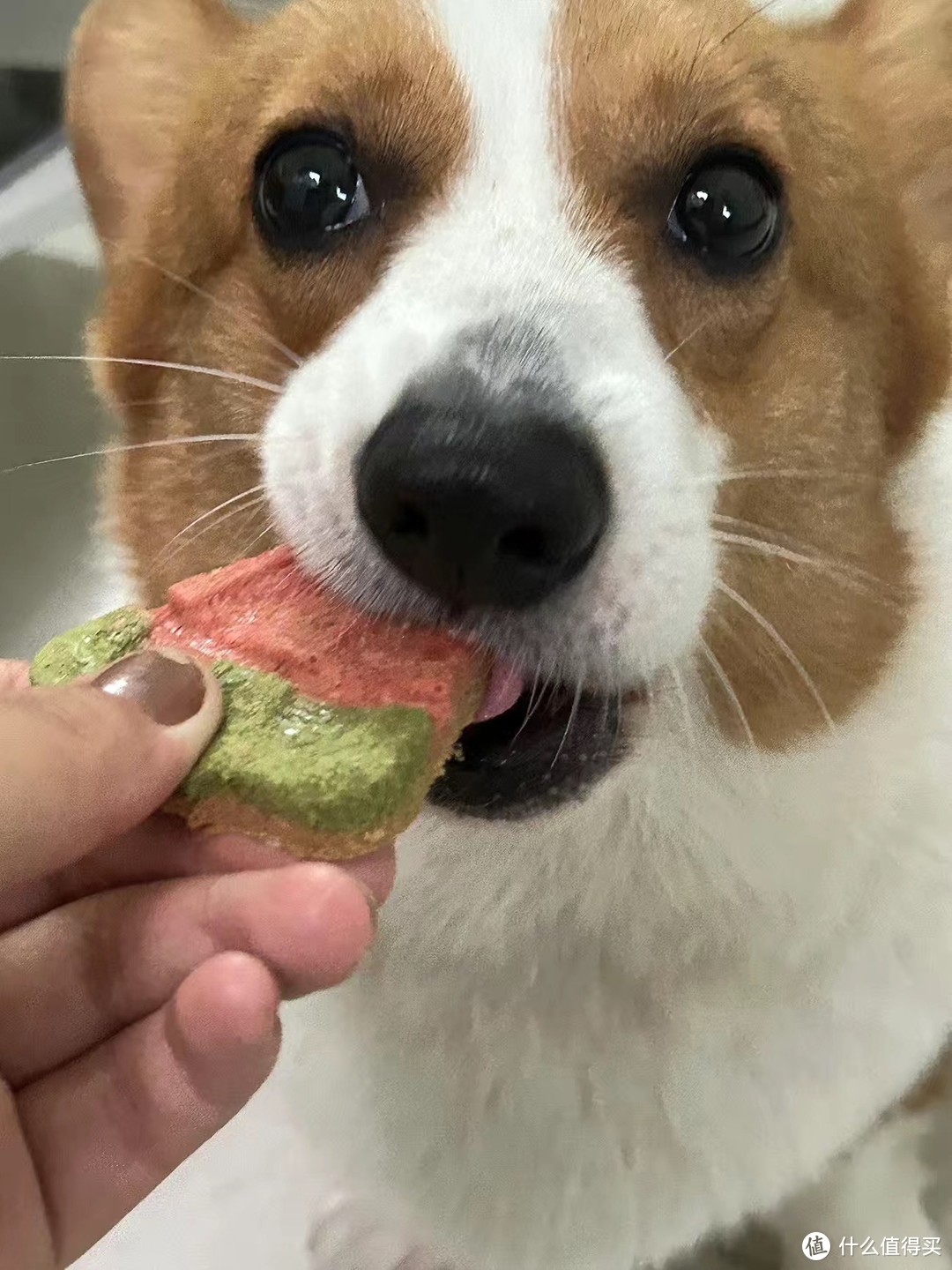 Yee冻干西瓜雪糕生骨肉零食：为你的宠物带来的全新味觉体验