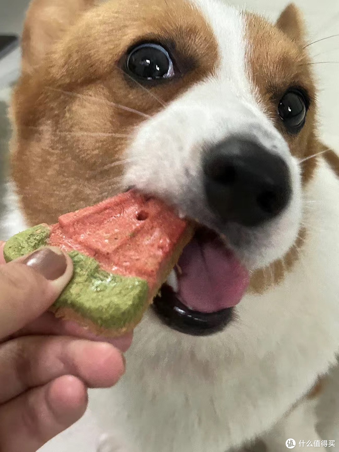 Yee冻干西瓜雪糕生骨肉零食：为你的宠物带来的全新味觉体验