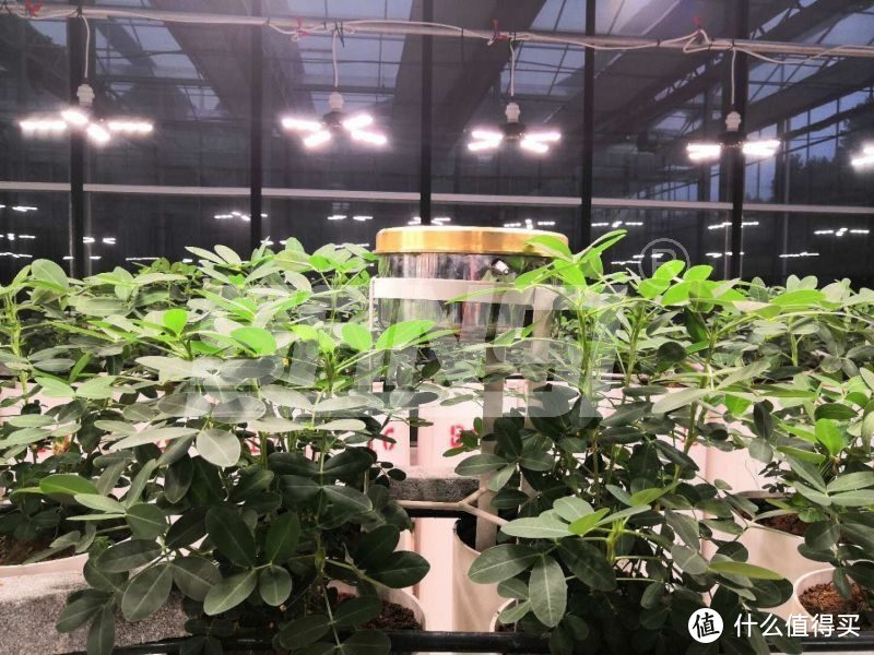 植物照明全光谱灯和普通led灯的区别-三思植物补光灯