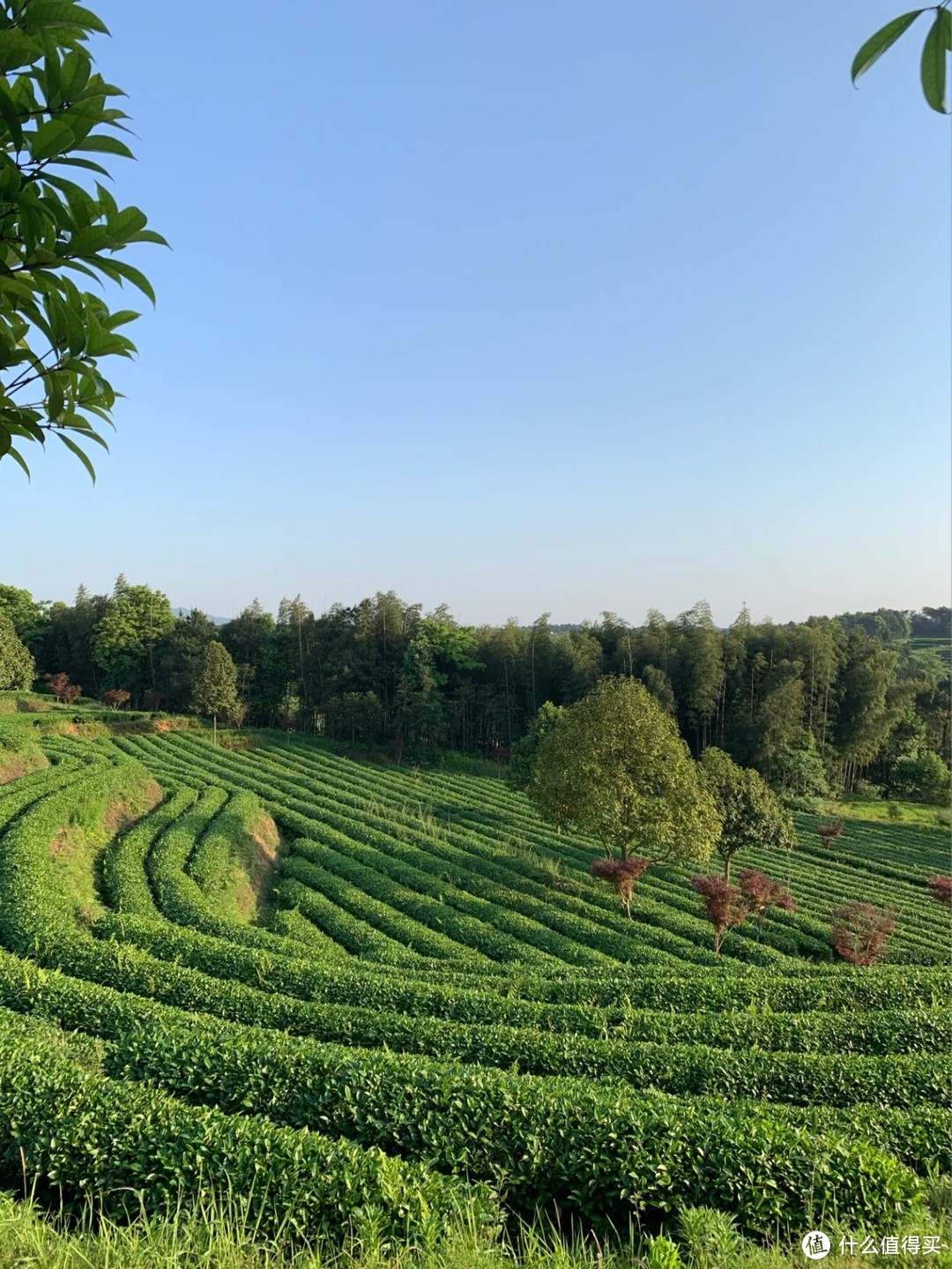 入夏采茶，坠入绿野仙踪