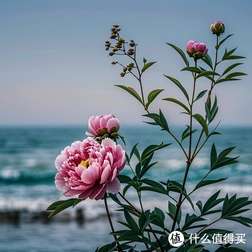 制做牡丹花的说明