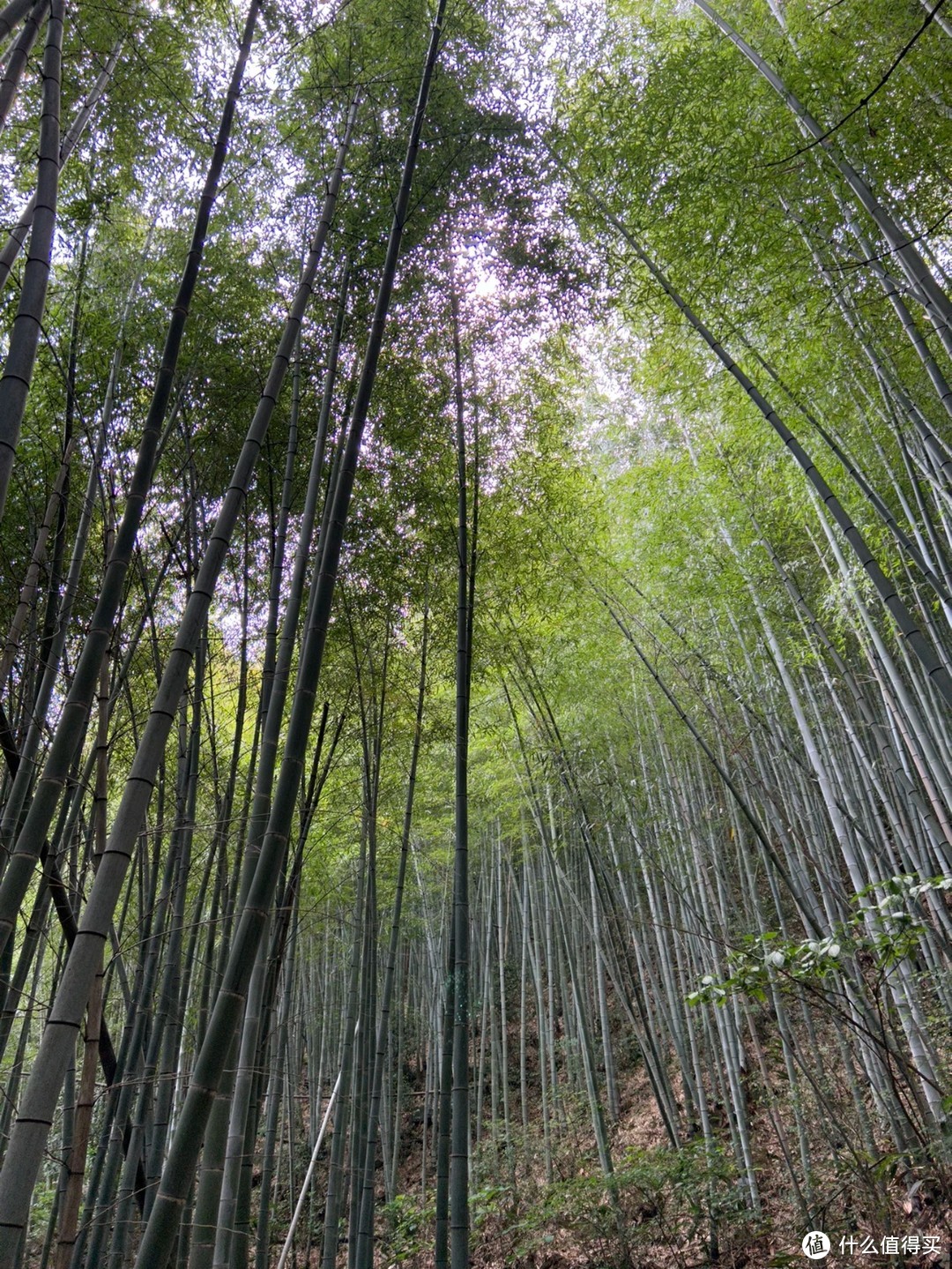 夏日溯溪丨大野洼真的很野！