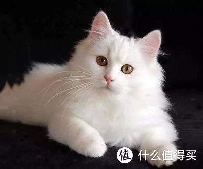 狮子猫