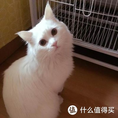 狮子猫