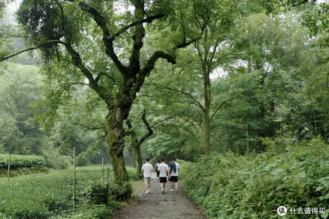 夏日避暑天花板，除了这里我真想不到其他了