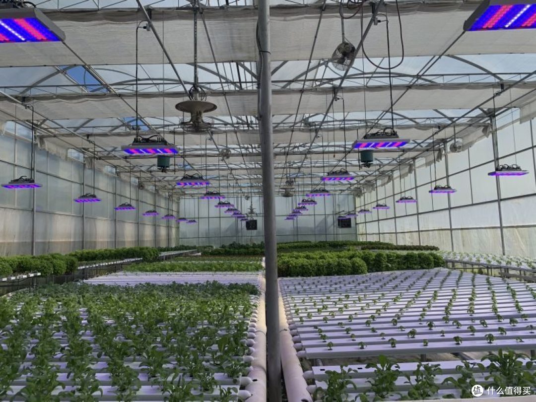 不同植物对光谱的需求有何差异,如何根据植物种类选择补光灯光谱?_LED灯_什么值得买