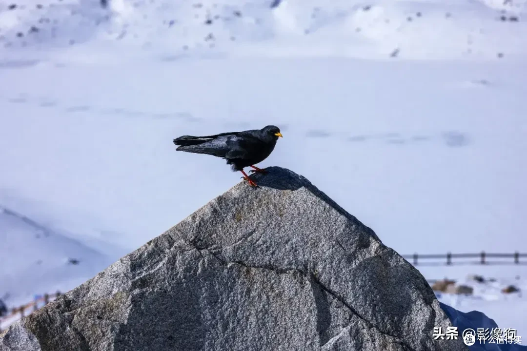 适马长焦镜头大盘点