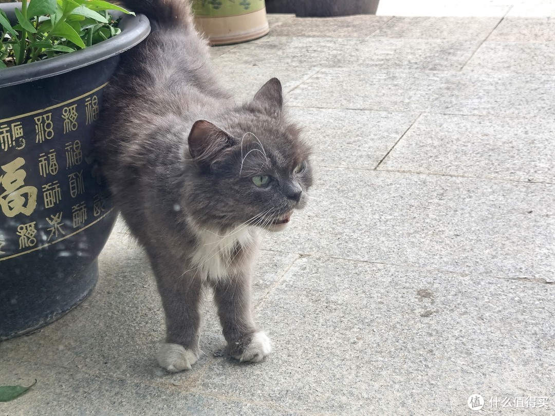 与喂养了大半个月的流浪猫的第一次亲密接触