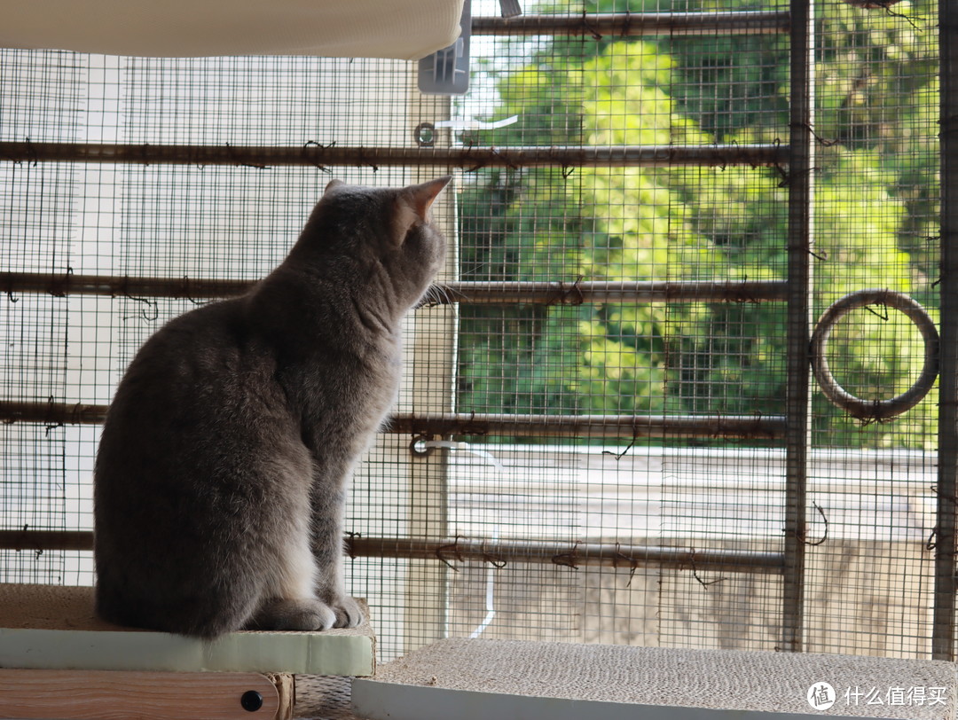 养猫家庭夏日如何高效健康防蚊驱蚊？哪些驱蚊成分对猫咪是有毒的？二猫铲屎官夏日驱蚊深度攻略干货