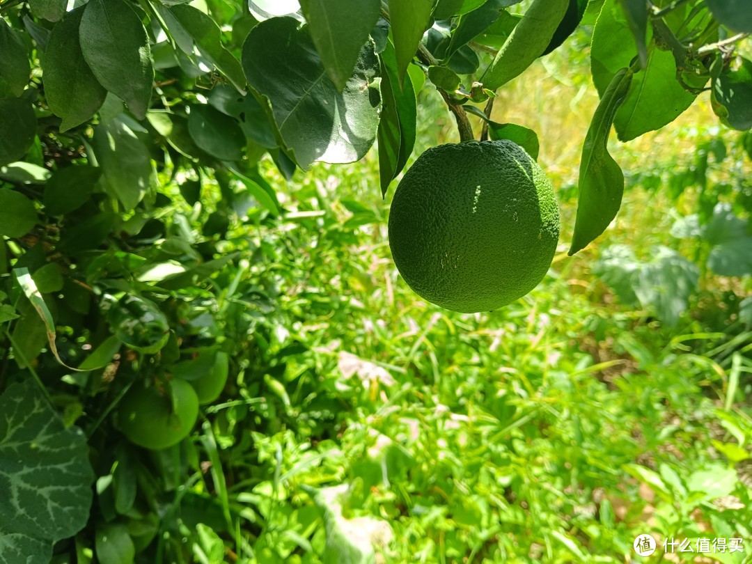 浅浅感受乡村气息：天气太热，趁着歇暑，和大家介绍我做农活时使用的一些称手工具