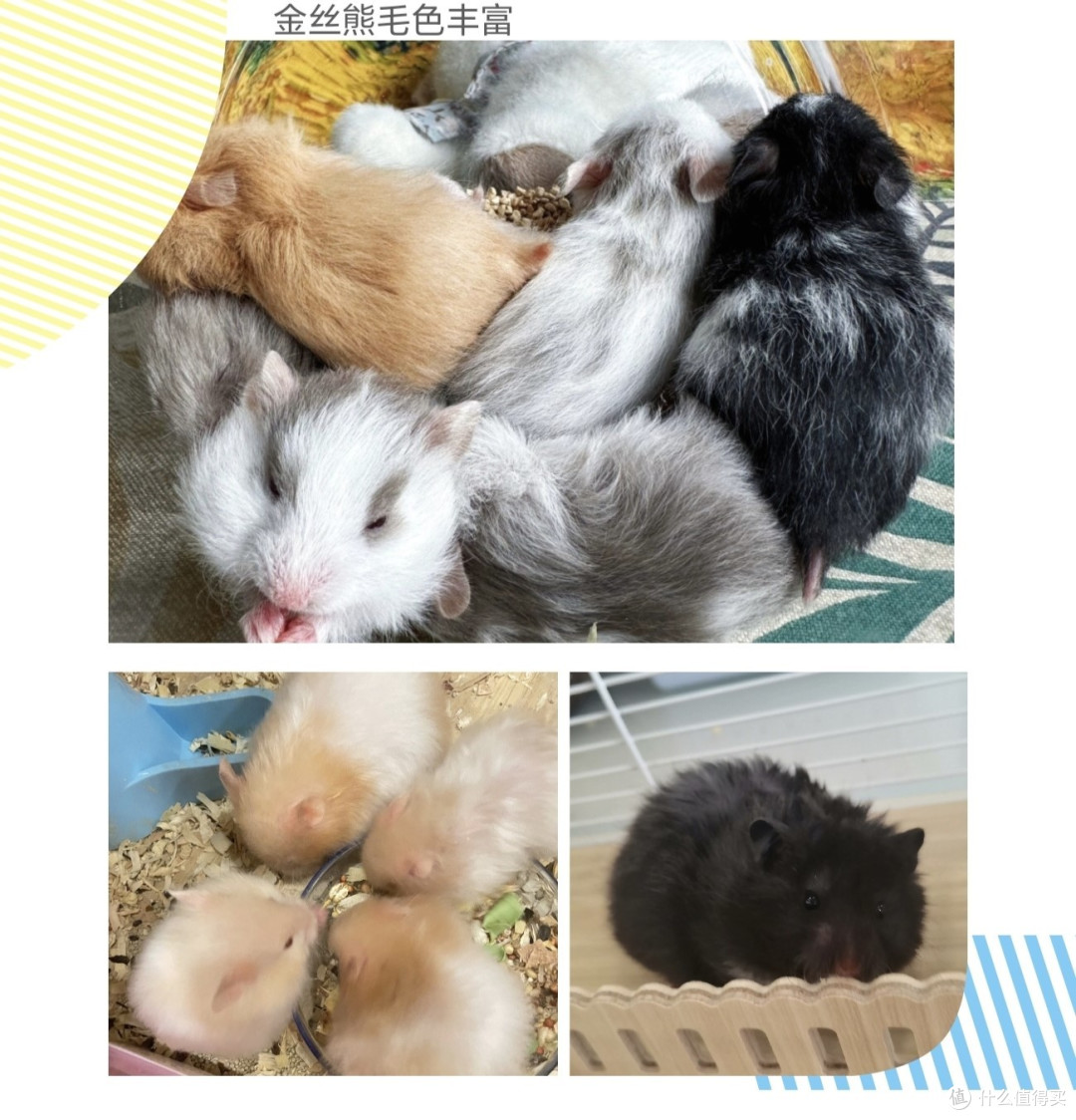 从0开始养仓鼠🐹 品种选购-宠物用品-饲养科普一文速通_其他宠物日用_什么值得买
