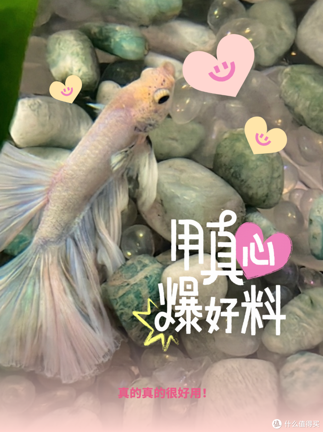 月光下的梦幻水族馆！月光石鱼缸造景，你值得拥有！