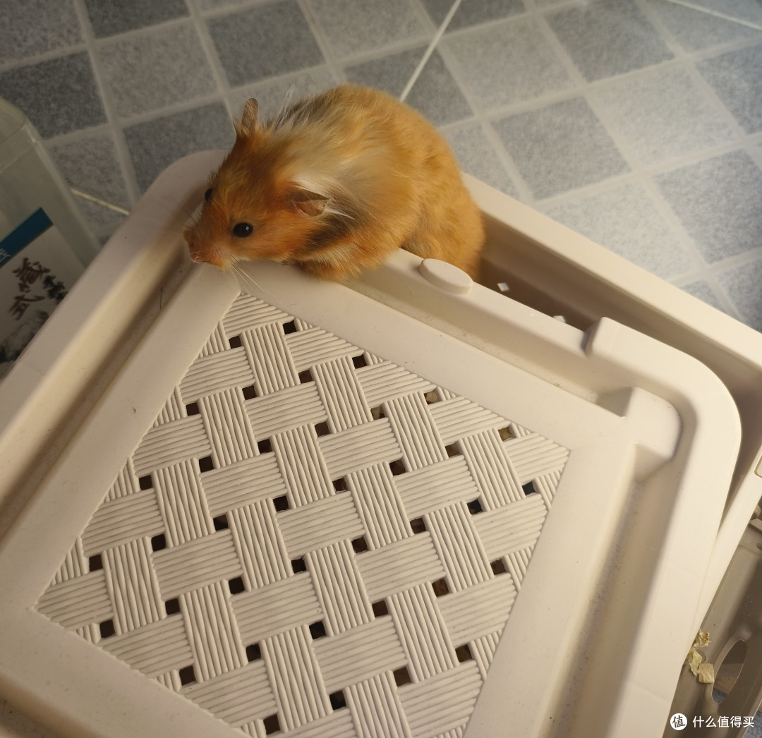 从0开始养仓鼠🐹 品种选购-宠物用品-饲养科普一文速通_其他宠物日用_什么值得买