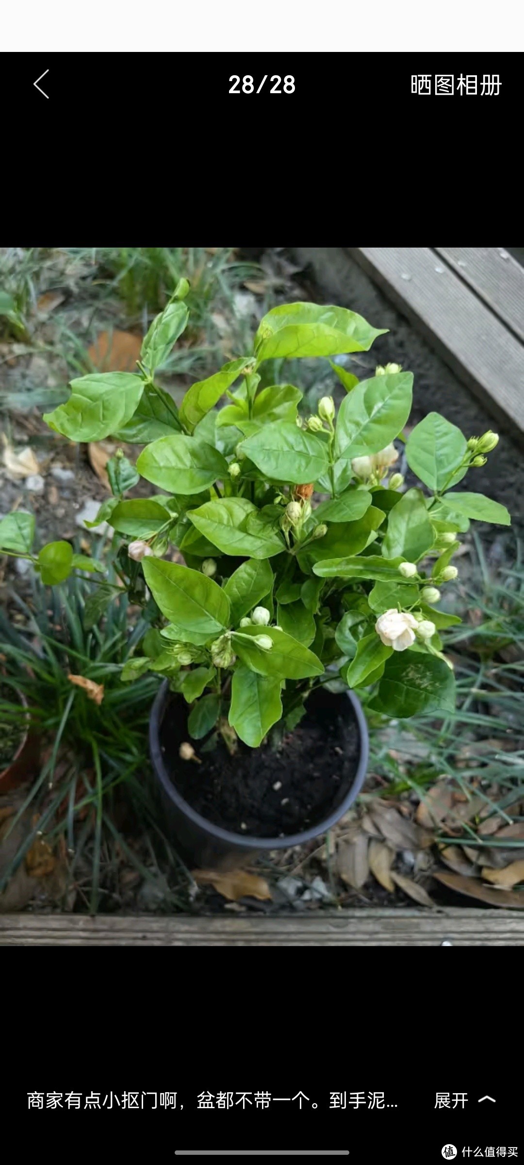 爱你一万年茉莉花苗盆栽带花苞九里香老桩驱蚊水培花卉绿植物室内栀子花好养 【原土带叶】茉莉花6年苗