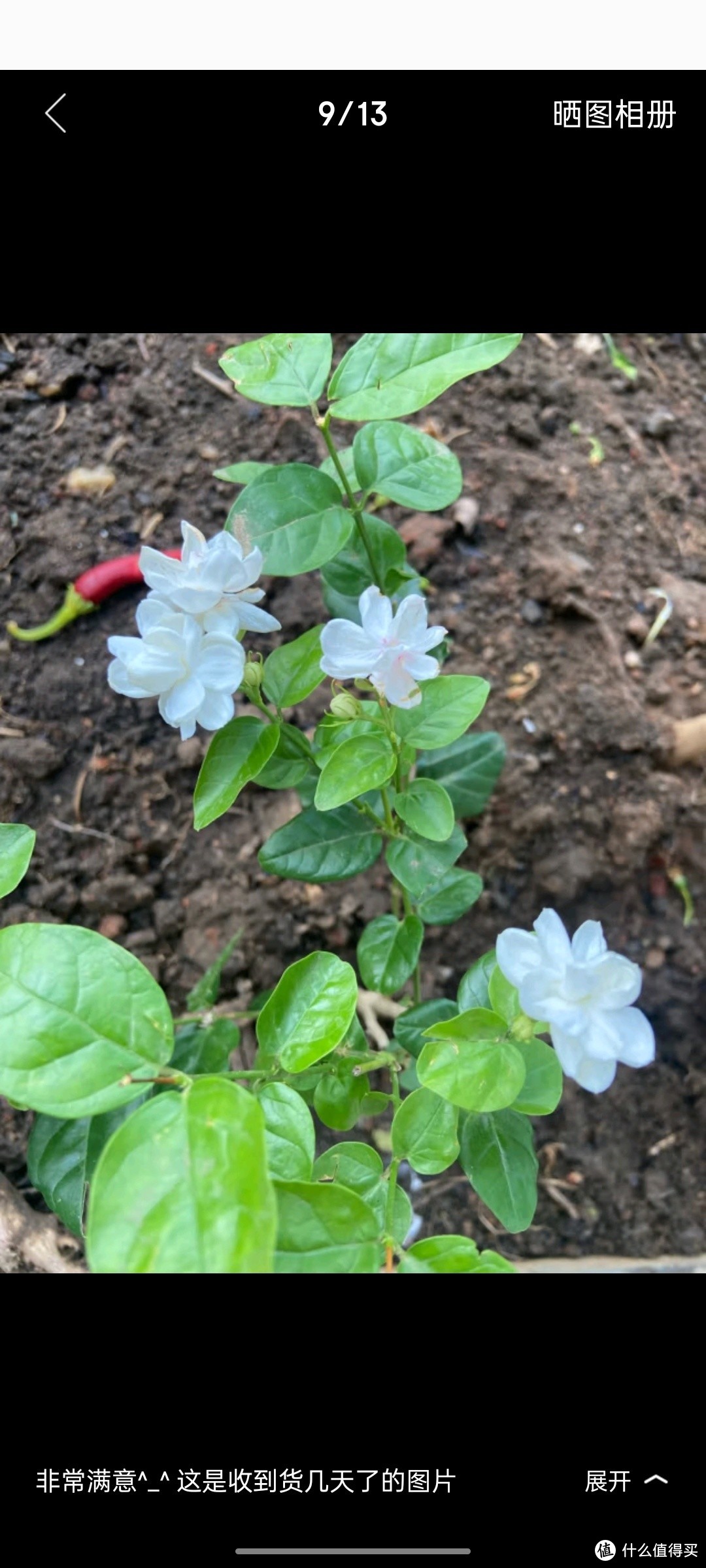 爱你一万年茉莉花苗盆栽带花苞九里香老桩驱蚊水培花卉绿植物室内栀子花好养 【原土带叶】茉莉花6年苗