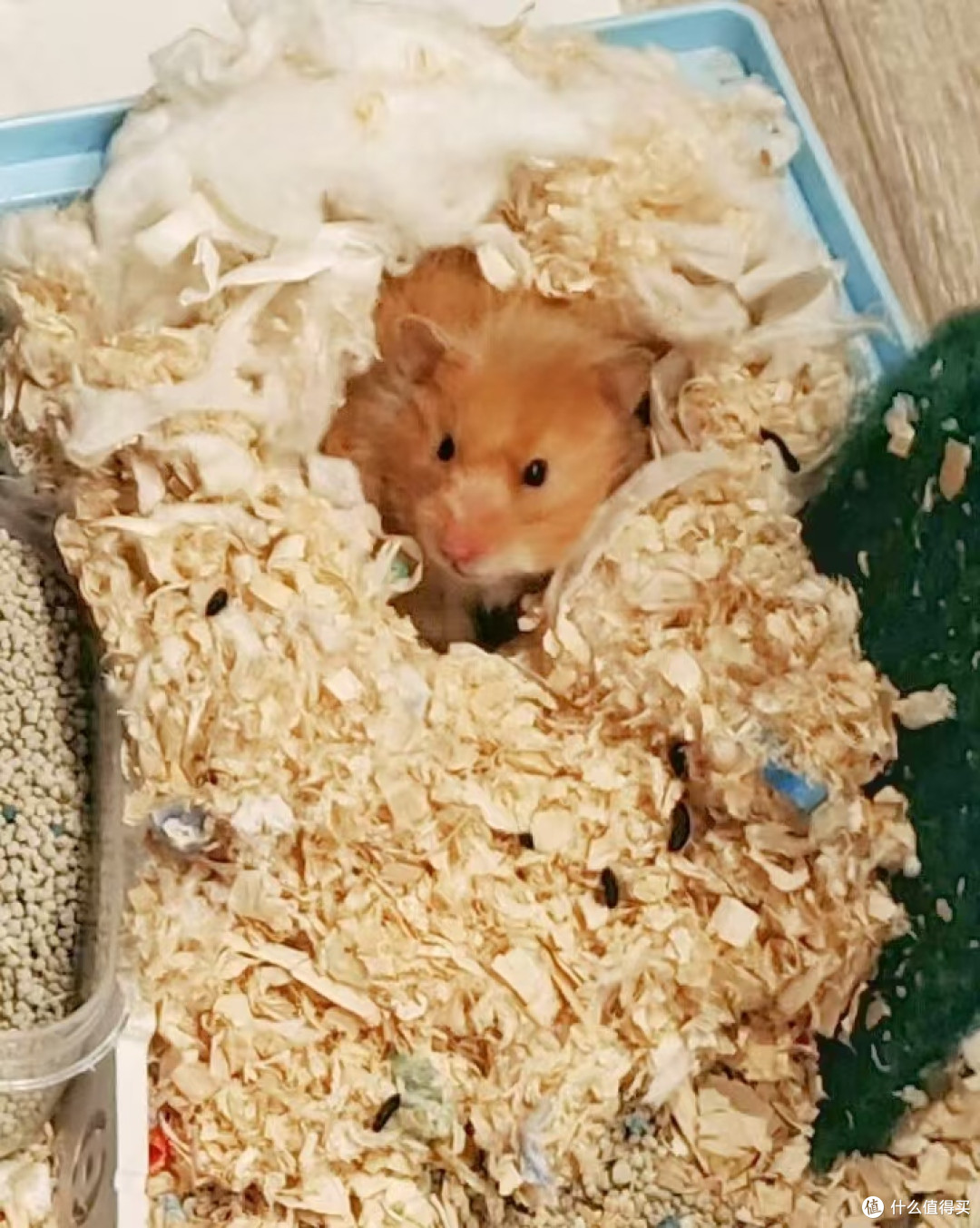 从0开始养仓鼠🐹 品种选购-宠物用品-饲养科普一文速通_其他宠物日用_什么值得买