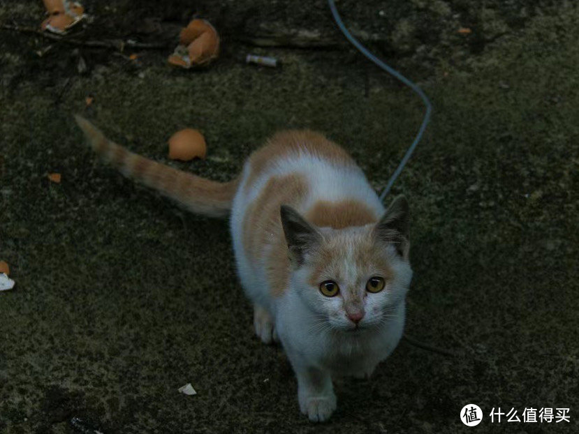 请不要随便捡猫🐱❗❗❗❗