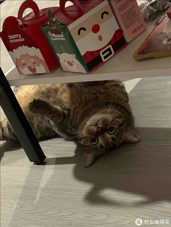 一分钟认识一只猫-田园猫扛把子狸花猫_猫玩具_什么值得买