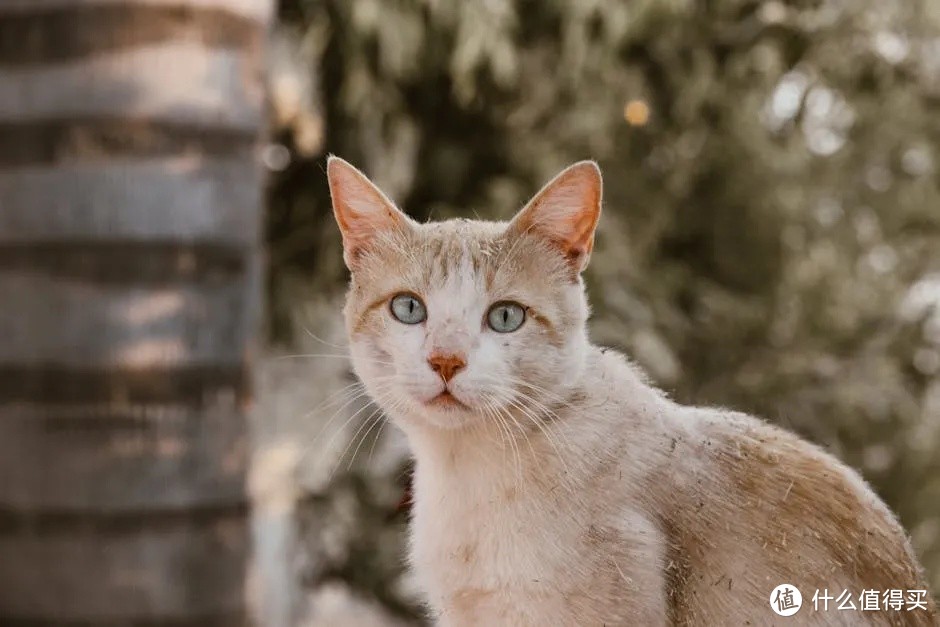 铲屎官必看！揭秘猫咪那些让人捧腹大笑的趣味动作！