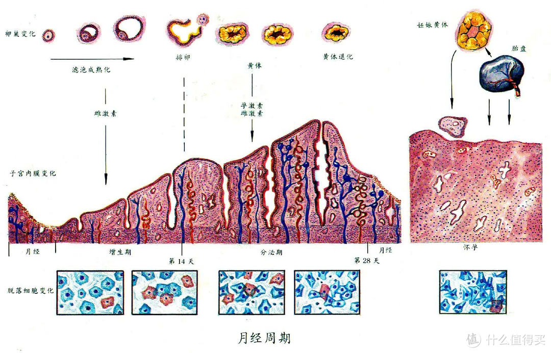 如何科学备孕？看这篇超详细科学备孕指南就够啦！