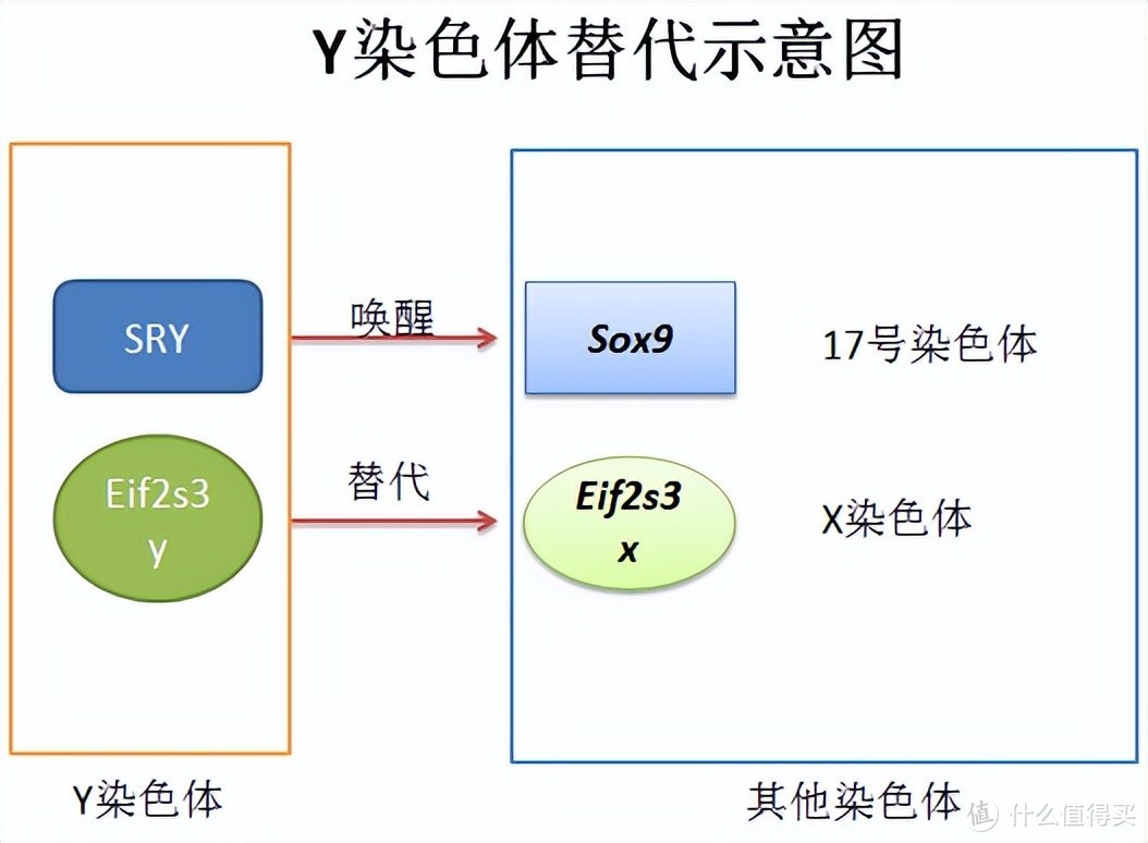 人类还在进化吗？