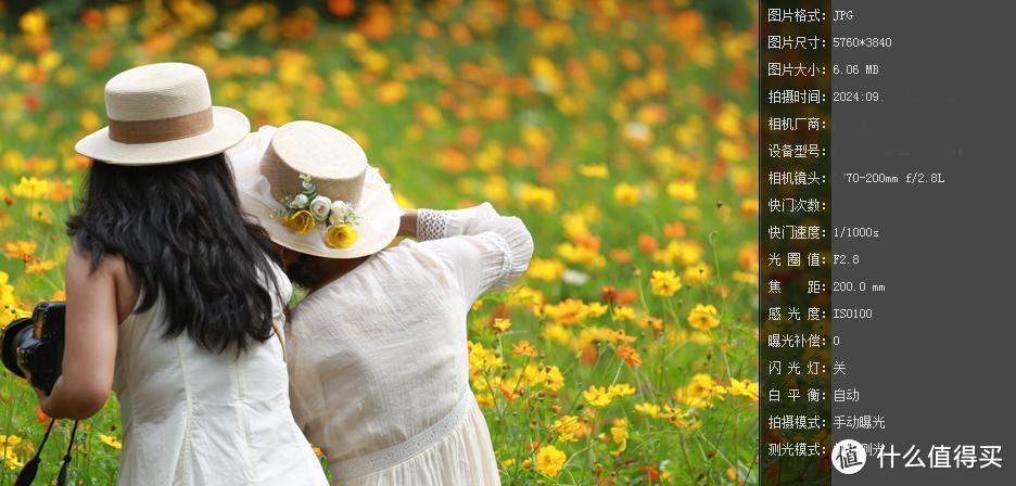 一镜走天下之北京奥森公园百日菊，初秋花海美不胜收