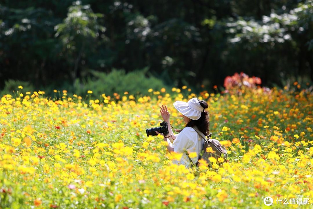 一镜走天下之北京奥森公园百日菊，初秋花海美不胜收