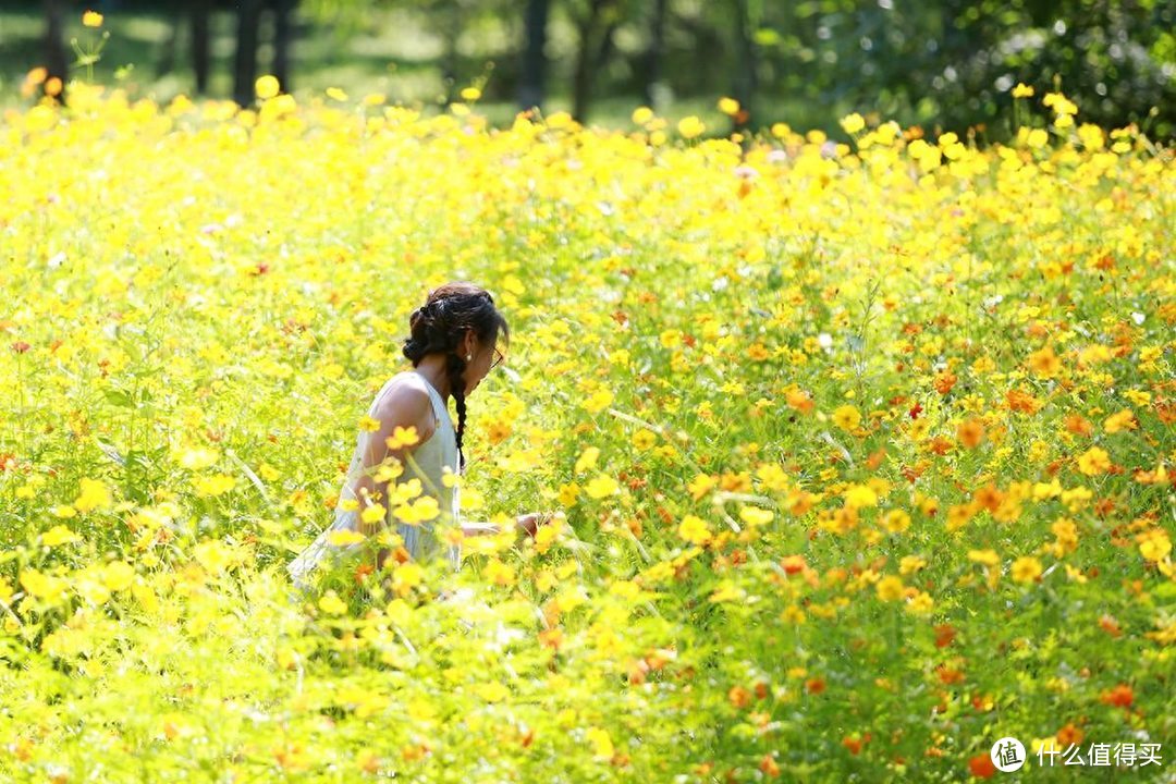 一镜走天下之北京奥森公园百日菊，初秋花海美不胜收