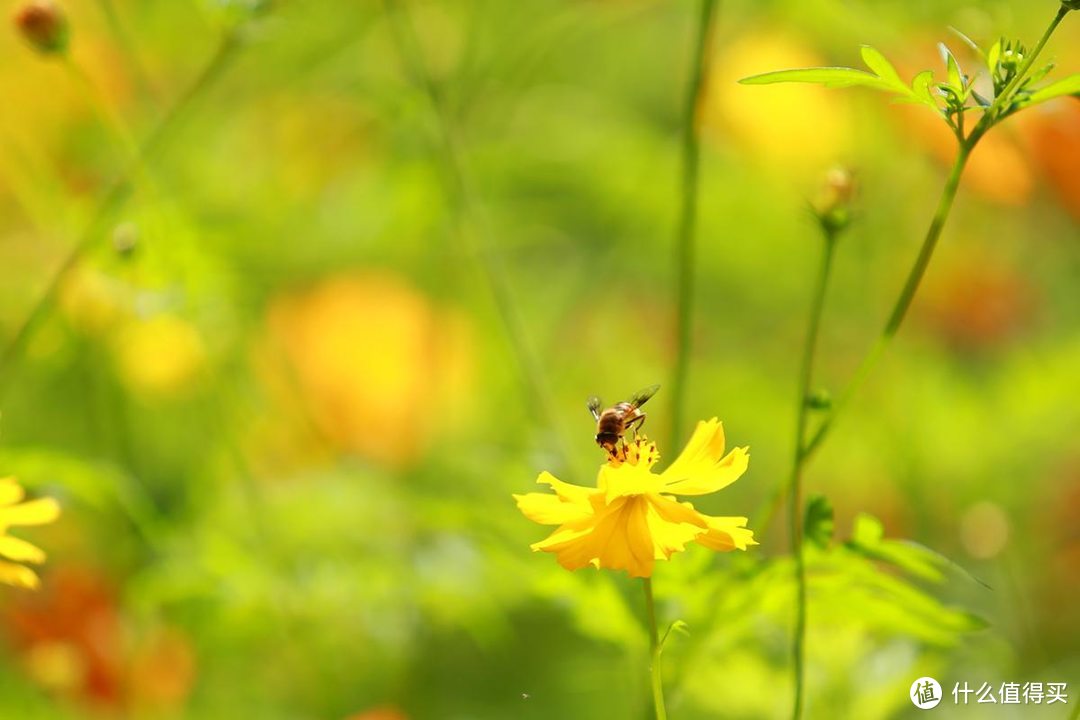 一镜走天下之北京奥森公园百日菊，初秋花海美不胜收