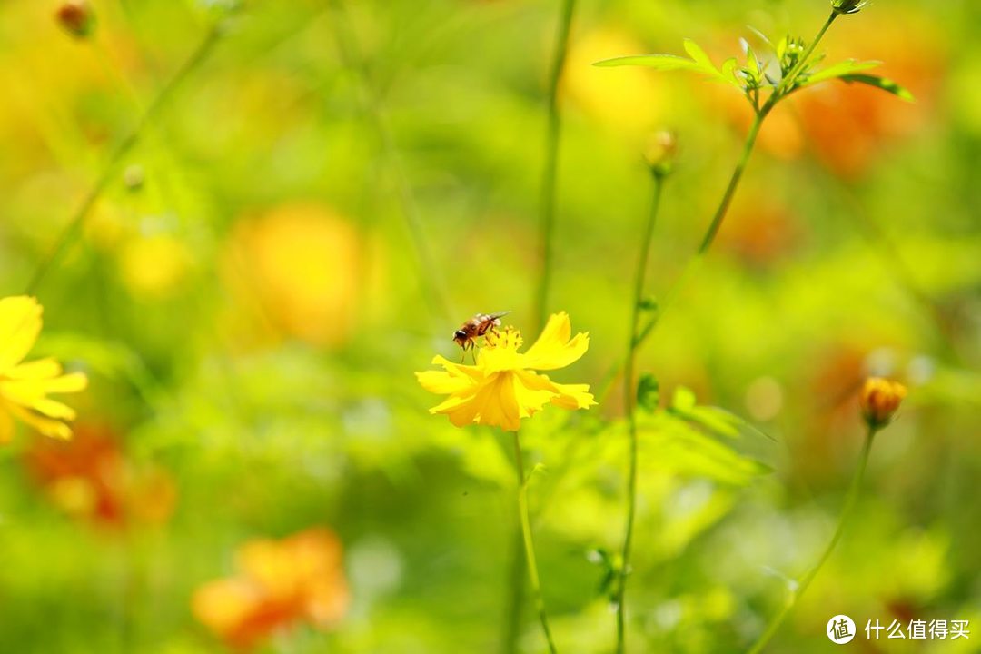 一镜走天下之北京奥森公园百日菊，初秋花海美不胜收