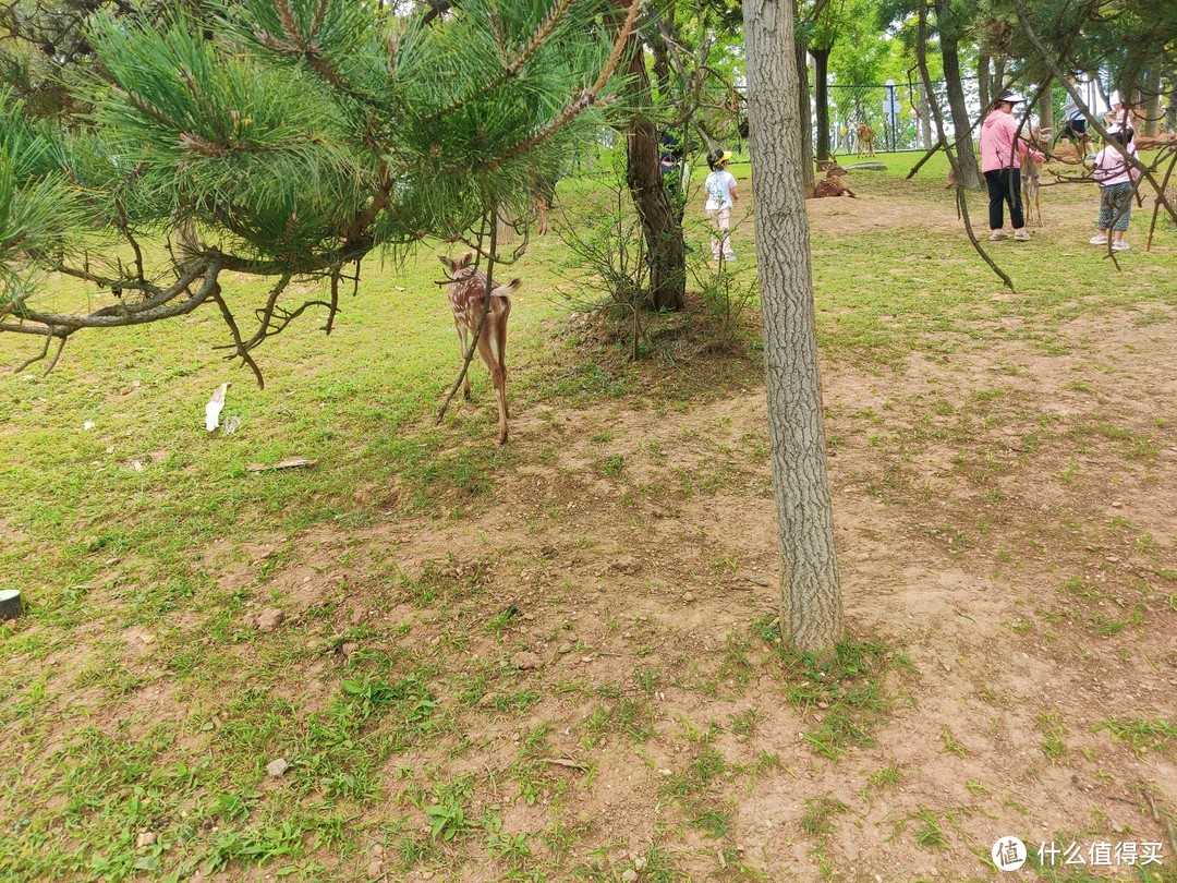 周末带娃好去处，游乐设施、花草树木、大连gai溜子这里都有——山海奇幻谷