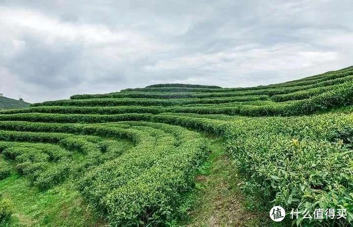 茉莉花茶中的花香是如何来的？