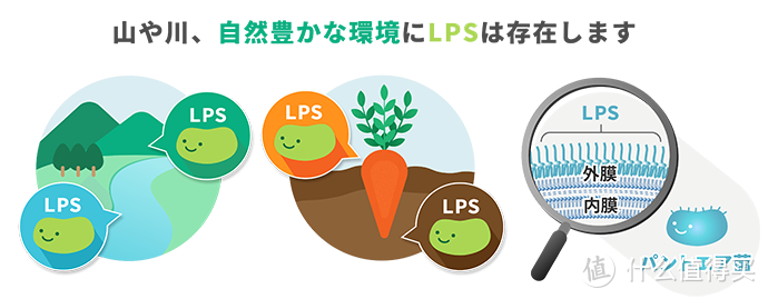 “免疫维生素”LPS的安全性！