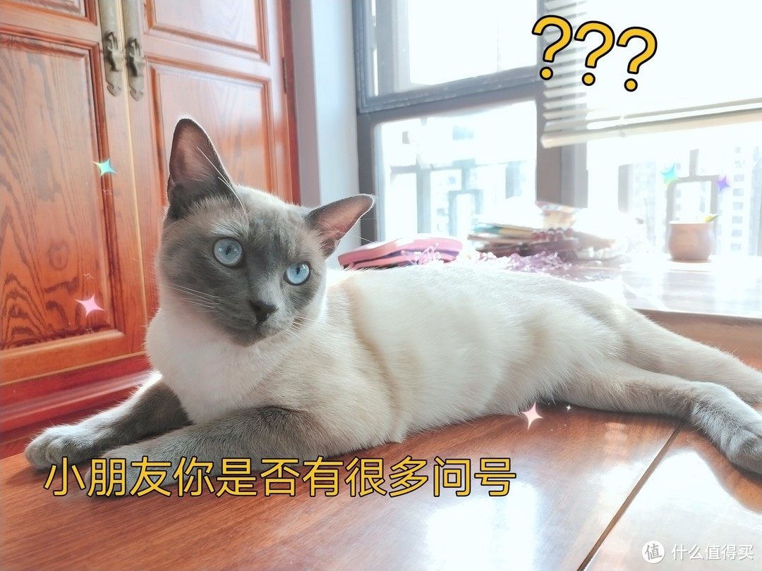 变黑猫 泰国暹罗 通缉猫 逻辑猫 还有更多名字吗？推荐鱼油不掉毛！好物清单 评测