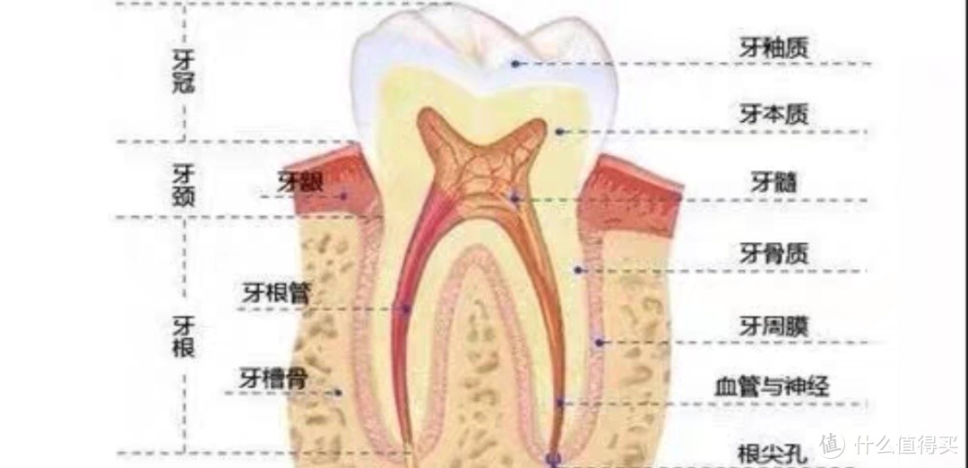 天天按时刷牙，牙齿还是发黄的原因