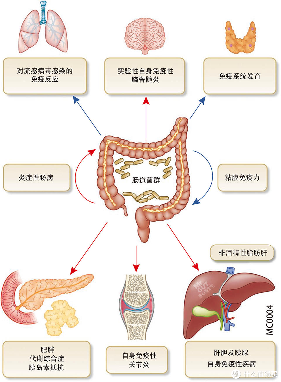 肠道菌群与健康：你的第二大脑如何影响全身 - 解密体内的微生物王国