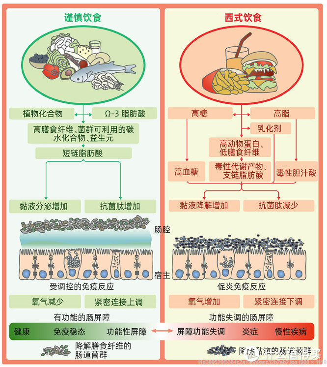 肠道菌群与健康：你的第二大脑如何影响全身 - 解密体内的微生物王国